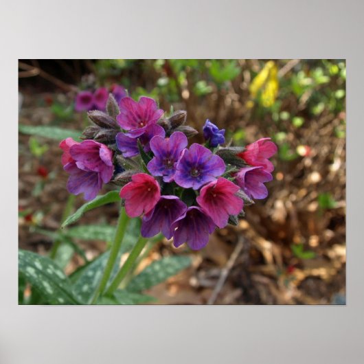 Pulmonaria Himbeerplakatdruck Poster (Vorne)