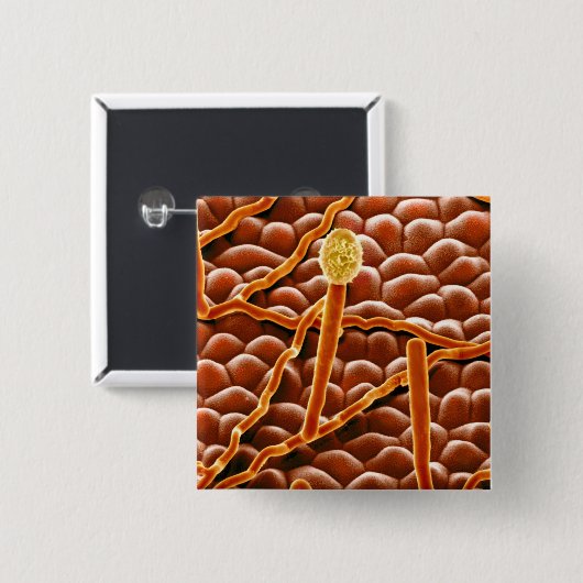 Pulvriger Mehltau-Pilz auf Poinsettia Button (Vorne & Hinten)