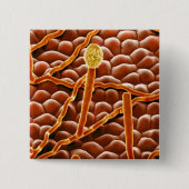 Pulvriger Mehltau-Pilz auf Poinsettia Button (Vorderseite)