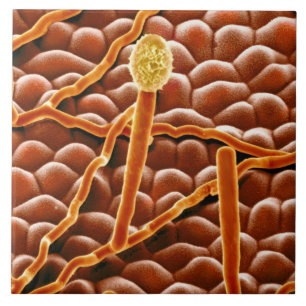 Pulvriger Mehltau-Pilz auf Poinsettia Fliese