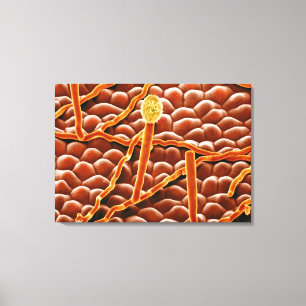 Pulvriger Mehltau-Pilz auf Poinsettia Leinwanddruck