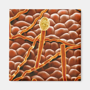 Pulvriger Mehltau-Pilz auf Poinsettia Magnet