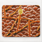 Pulvriger Mehltau-Pilz auf Poinsettia Mousepad (Vorne)