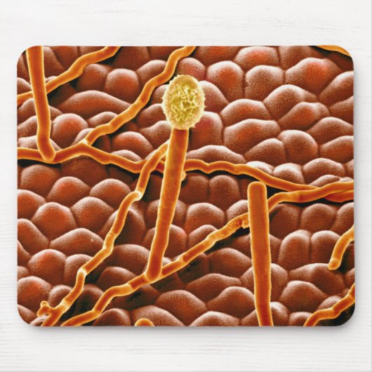 Pulvriger Mehltau-Pilz auf Poinsettia Mousepad (Vorne)