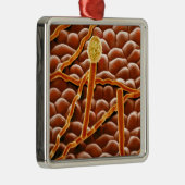 Pulvriger Mehltau-Pilz auf Poinsettia Ornament Aus Metall (Rechts)