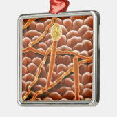 Pulvriger Mehltau-Pilz auf Poinsettia Ornament Aus Metall (Links)