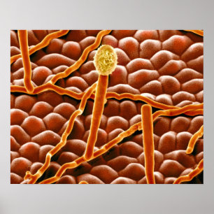 Pulvriger Mehltau-Pilz auf Poinsettia Poster