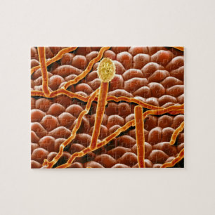 Pulvriger Mehltau-Pilz auf Poinsettia Puzzle