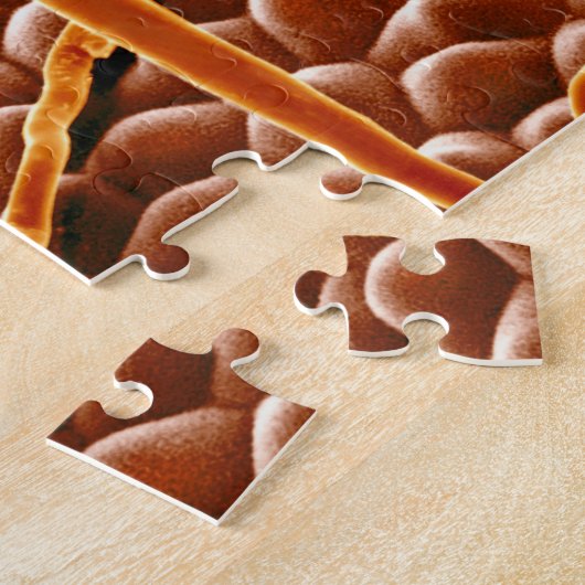 Pulvriger Mehltau-Pilz auf Poinsettia Puzzle (Seite)