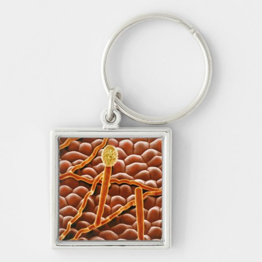 Pulvriger Mehltau-Pilz auf Poinsettia Schlüsselanhänger (Vorne)