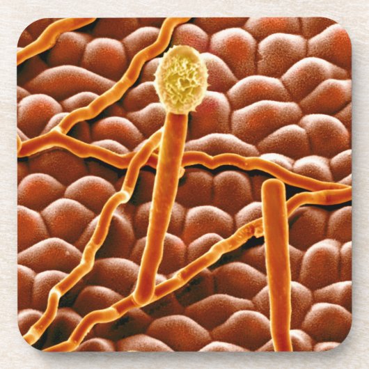 Pulvriger Mehltau-Pilz auf Poinsettia Untersetzer (Vorderseite)