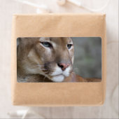 Puma (Insitu)