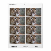 Puma (Vorne)