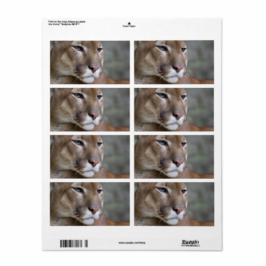 Puma (Vorne)