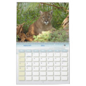 Puma 001, Puma Kalender (Feb 2026)