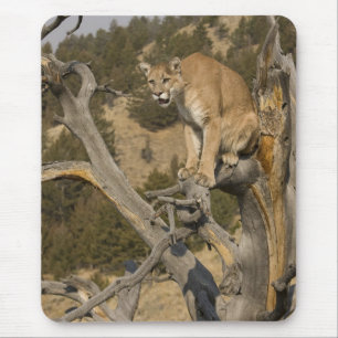 Puma, auch bekannt als Berglöwe, Cougar; Puma conc Mousepad