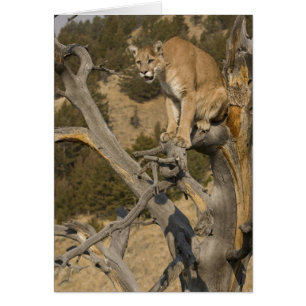 Puma, auch bekannt als Kuguar, Berglöwe; Puma conc