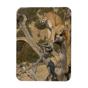 Puma, auch Berglöwe, Kuguar; Puma concolor, 2 Magnet