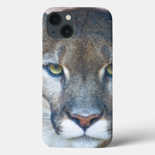 Puma, Berglöwe, Florida-Panther, Puma 2 Case-Mate iPhone Hülle (Rückseite)