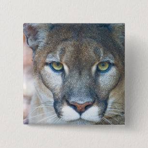 Puma, Berglöwe, Florida-Panther, Puma Button