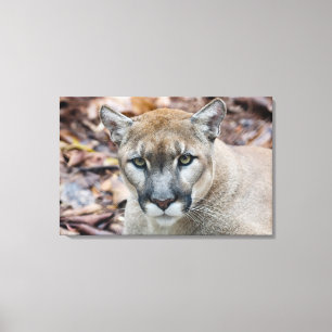 Puma, Berglöwe, Florida-Panther, Puma Leinwanddruck