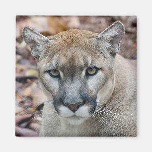 Puma, Berglöwe, Florida-Panther, Puma Magnet