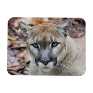 Puma, Berglöwe, Florida-Panther, Puma Magnet