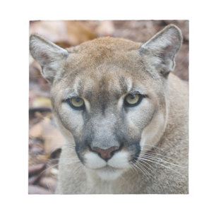 Puma, Berglöwe, Florida-Panther, Puma Notizblock