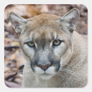Puma, Berglöwe, Florida-Panther, Puma Quadratischer Aufkleber