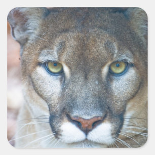 Puma, Berglöwe, Florida-Panther, Puma Quadratischer Aufkleber