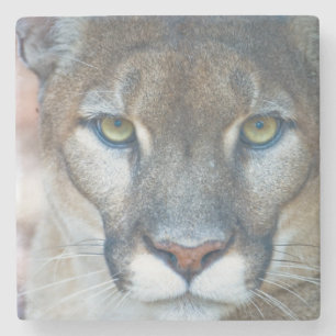 Puma, Berglöwe, Florida-Panther, Puma Steinuntersetzer