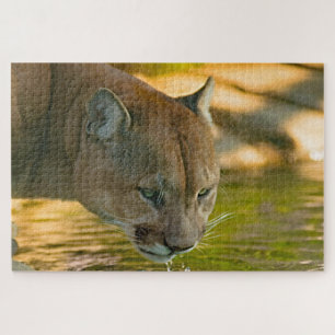 Puma Berglöwe. Puzzle