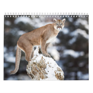 Puma Calendar Cougar Kalender