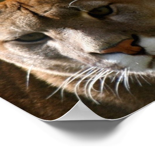 Puma Cat Poster (Ecke)