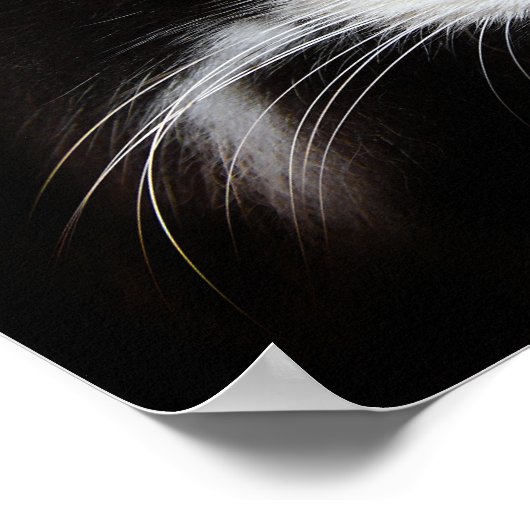 Puma Cat Poster (Ecke)