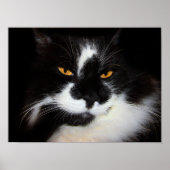 Puma Cat Poster (Vorne)