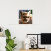 Puma Closeup Poster (Heimbüro)