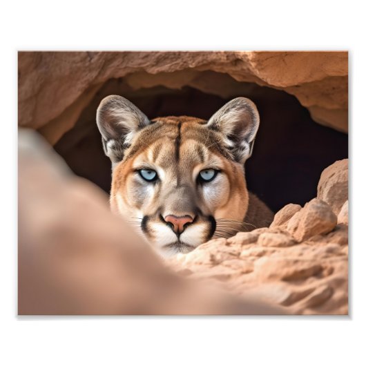 Puma-Fotoabzug Fotodruck (Vorne)