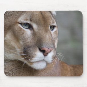 PUMA-Gesicht mustert wilden die Makrokatzen Mousepad