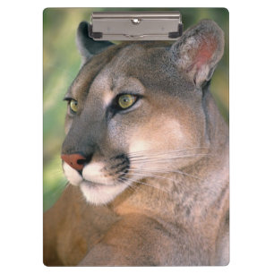 Puma, Kalifornien Klemmbrett
