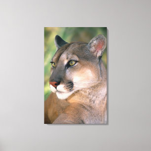 Puma, Kalifornien Leinwanddruck