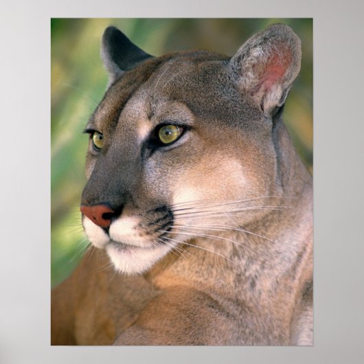 Puma, Kalifornien Poster (Vorne)