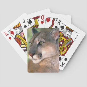 Puma, Kalifornien Spielkarten