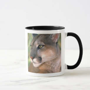 Puma, Kalifornien Tasse