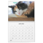 Puma-Katze, mein Supermodel-Kaliko II Kalender (Jan 2027)