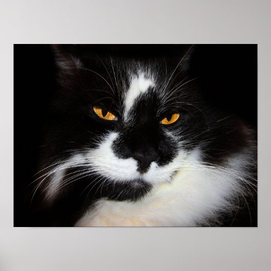 Puma Katze Poster (Vorne)