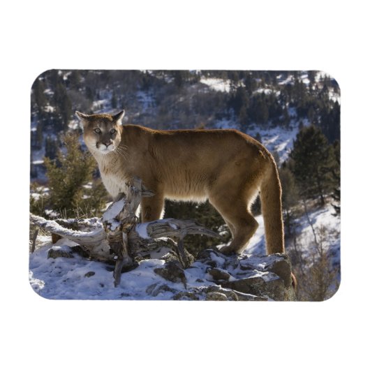 Puma Magnet (Horizontal)