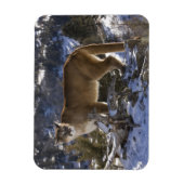 Puma Magnet (Vertikal)