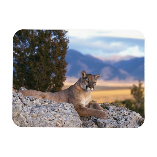 Puma-Magnet Magnet (Horizontal)