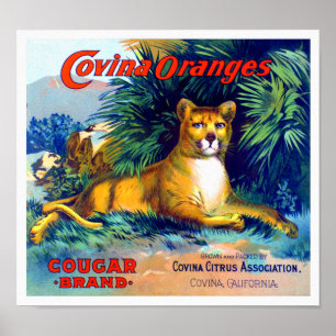 Puma-Marke Covina Orangen Obstkistenetikett 1920 Poster